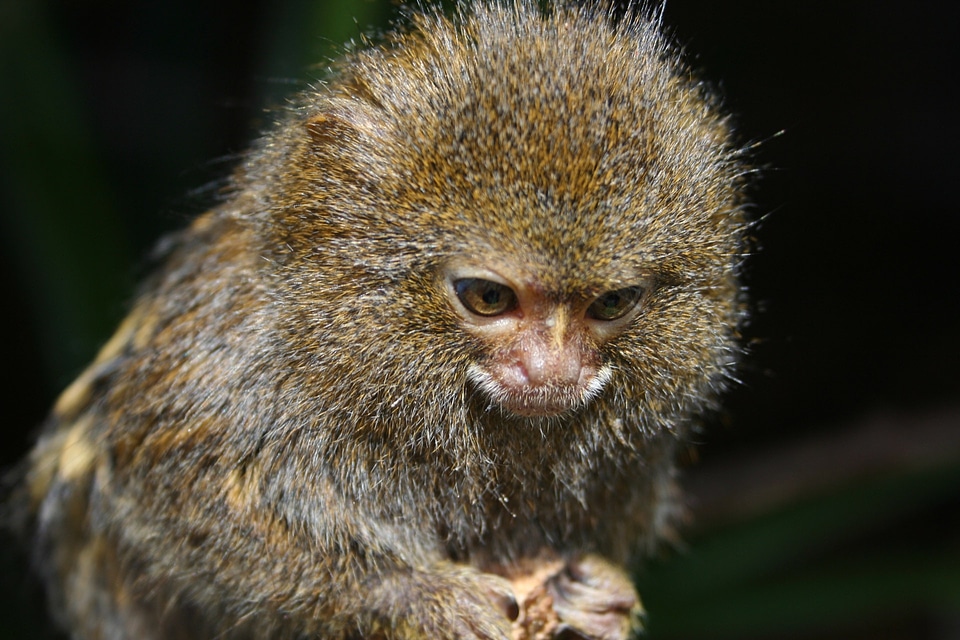 Cebuella pygmaea cute animal