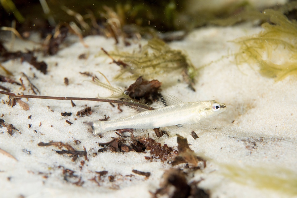 Okaloosa darter-5
