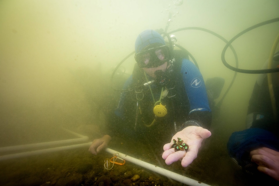 Scuba diver looks for Purple Cat's Paw Mussels in the Ohio River-3