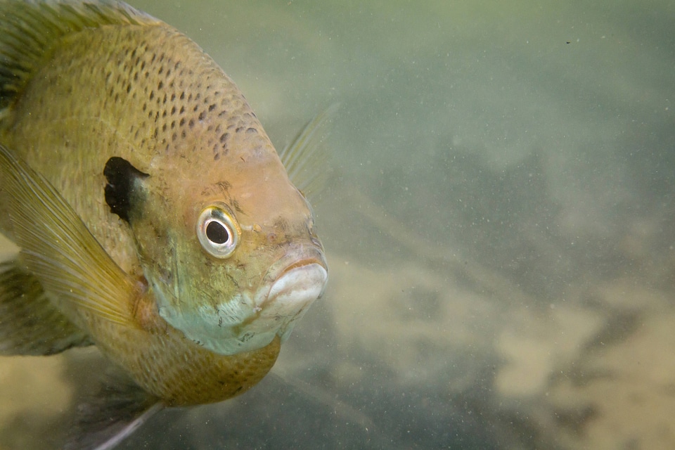 Bluegill on nest-1