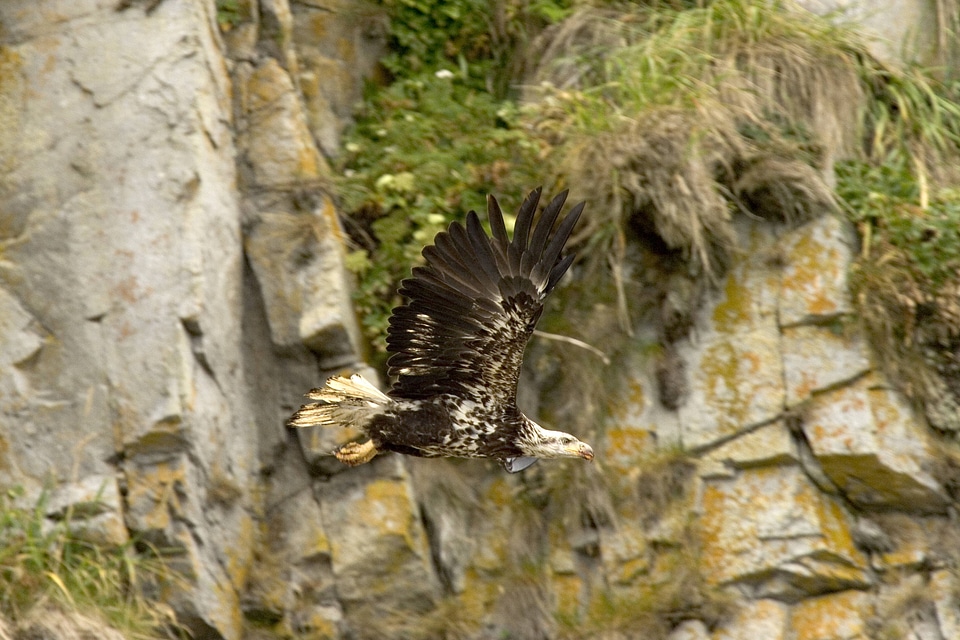 Bald Eagle, juvenile, Castle Rock, Shumagin Islands