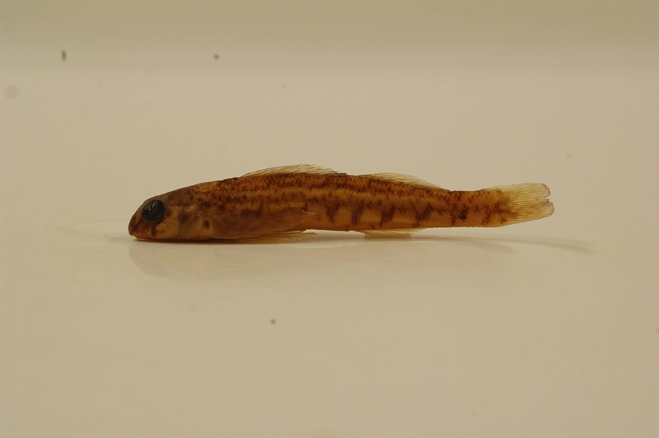 Etheostoma blennioides-6