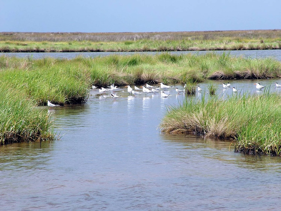 Forster and Royal Terns