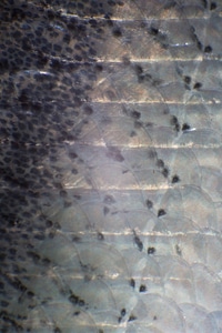 Fish scales close-up-1