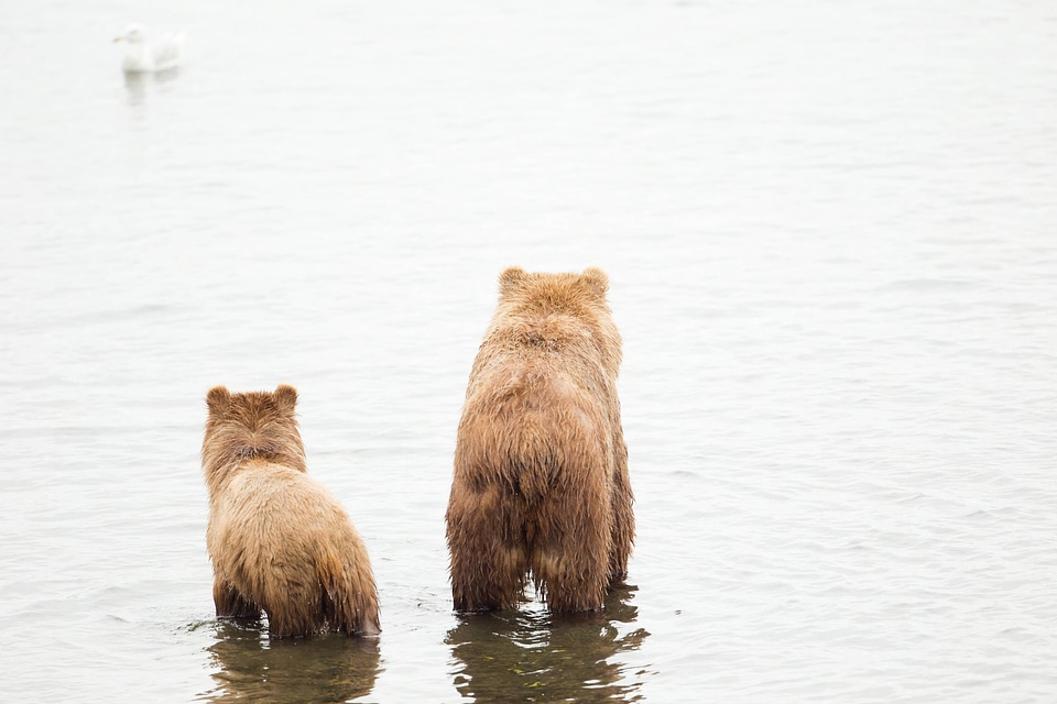 Kodiak brown bear with cub-1