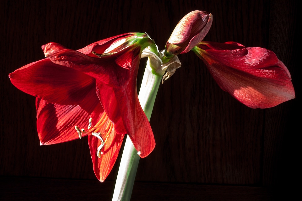 Flower plant botany
