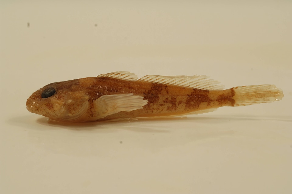 Cottus girardi-2