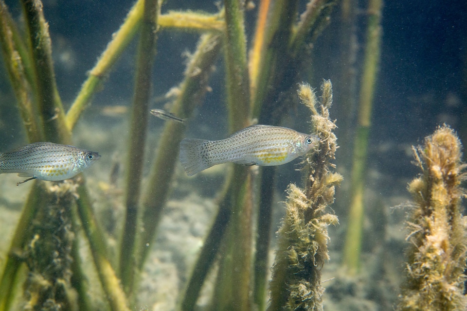Invasive Molly living in springs at Ash Meadows NWR-5