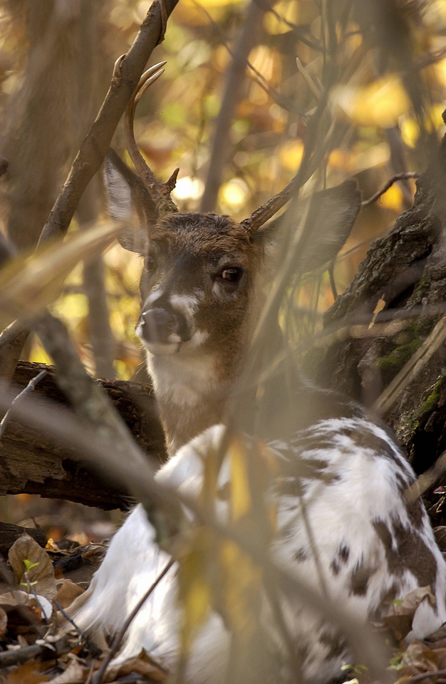 Piebald white tailed deer-1