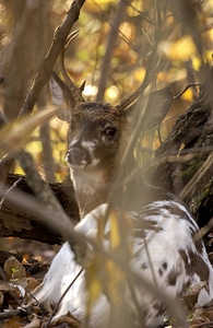 Piebald white tailed deer-1