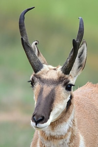 Pronghorn close-up