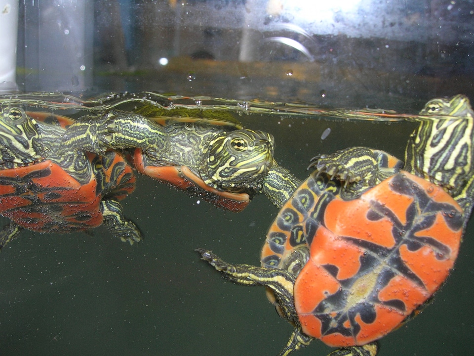 Northern Red-Bellied cooter hatchlings