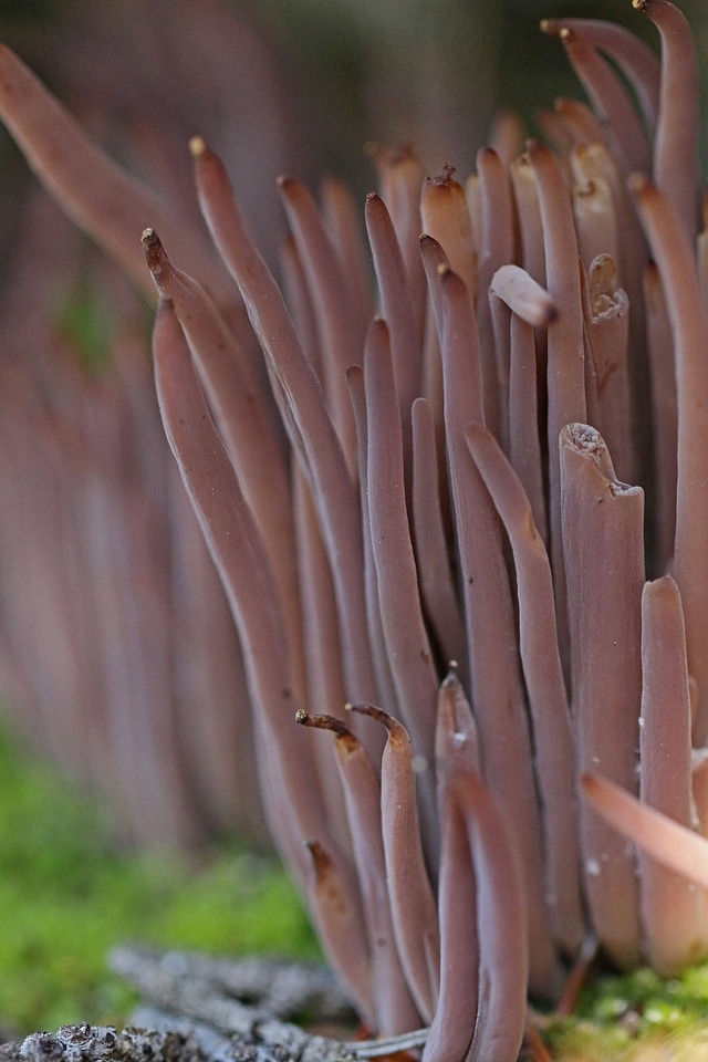 Alloclavaria purpurea 