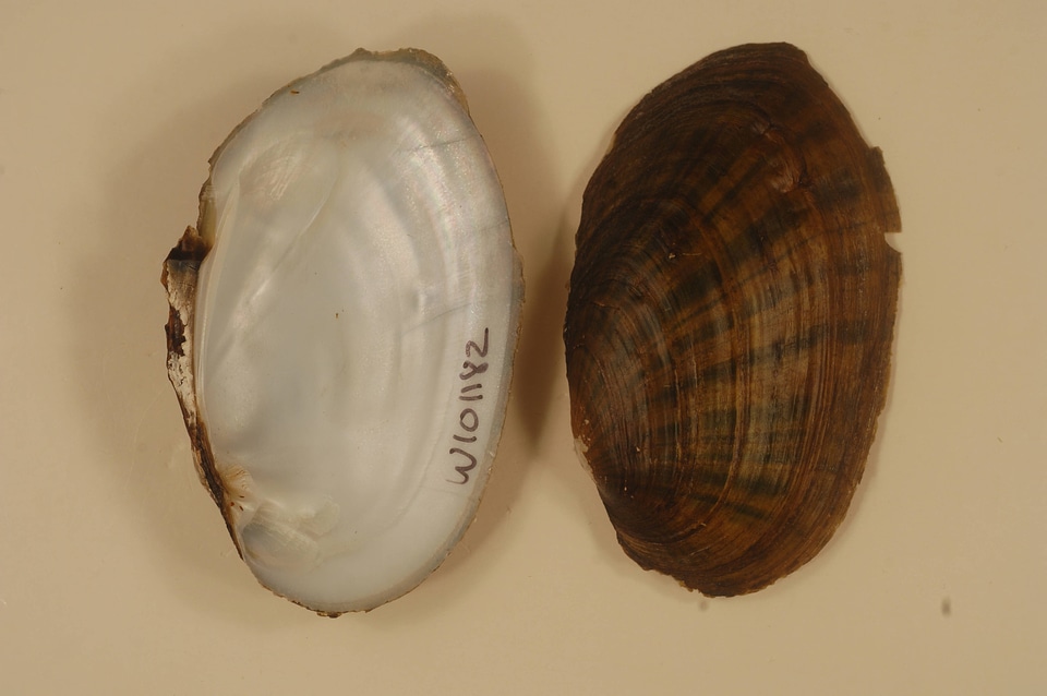 Ortmanniana ligamentina-4