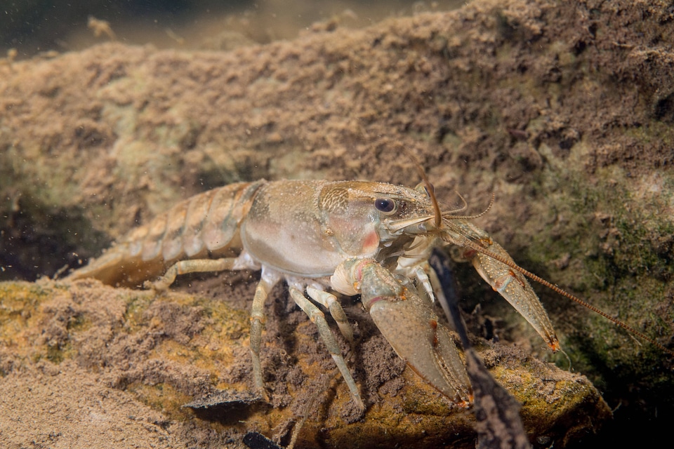 Allegheny Crayfish-2