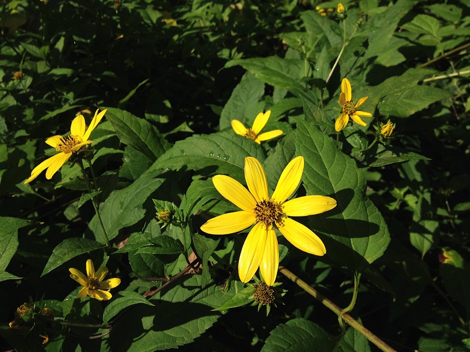 Woodland sunflower