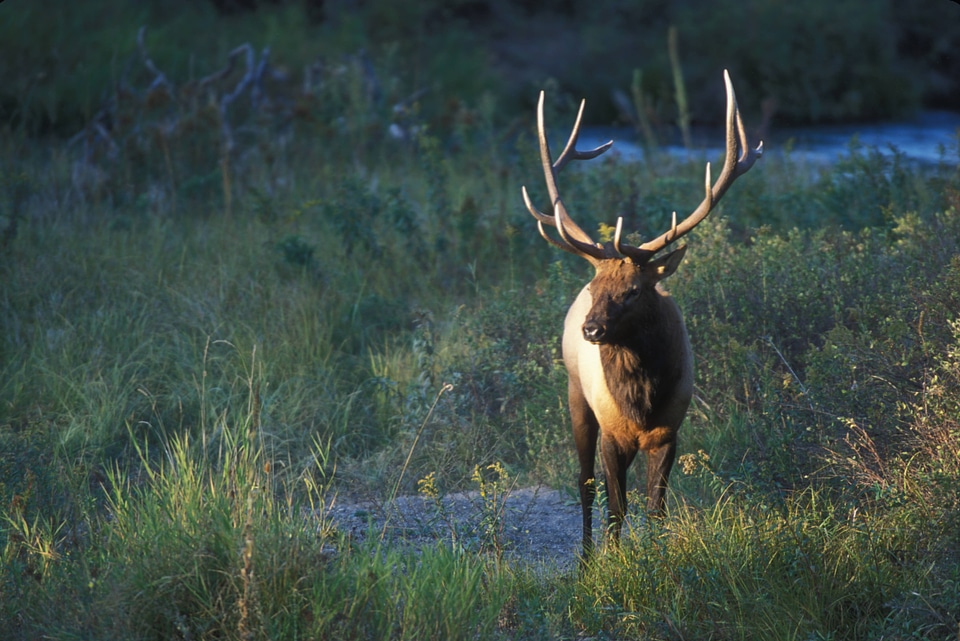 Elk standing in grassy field photo