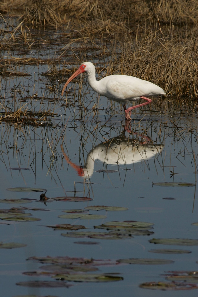 White Ibis reflection