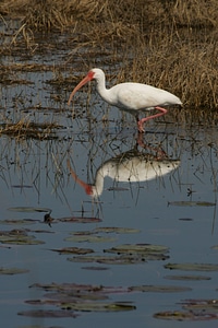 White Ibis reflection