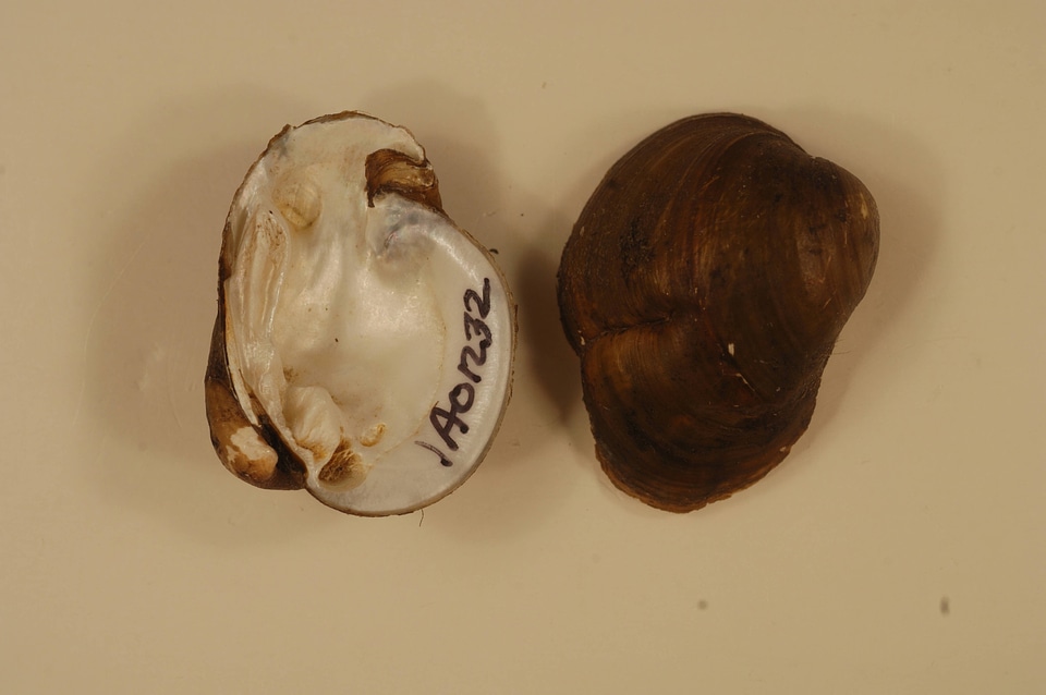 Obovaria olivaria-2
