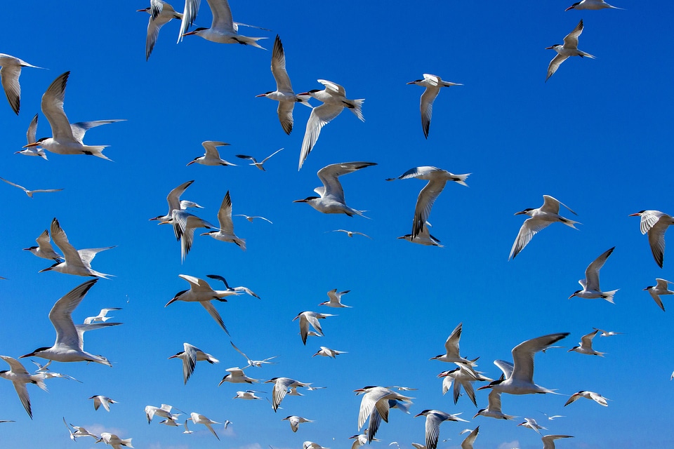 Flock of elegant terns-1