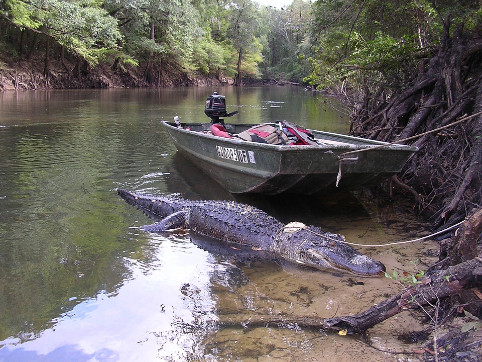 American alligator w/ transmitter