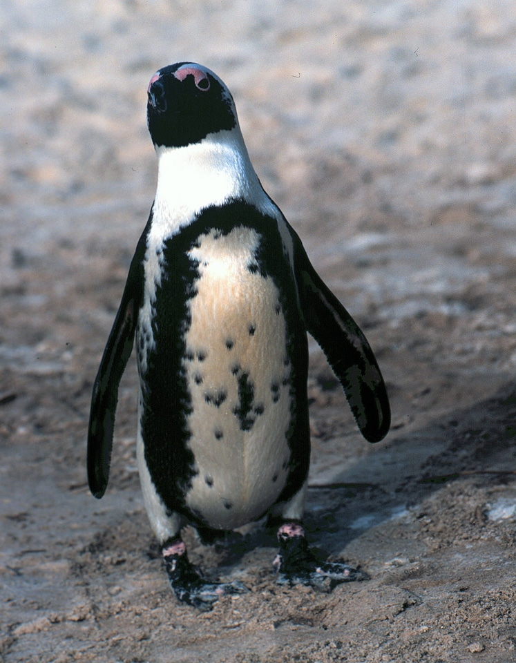 African penquin-1