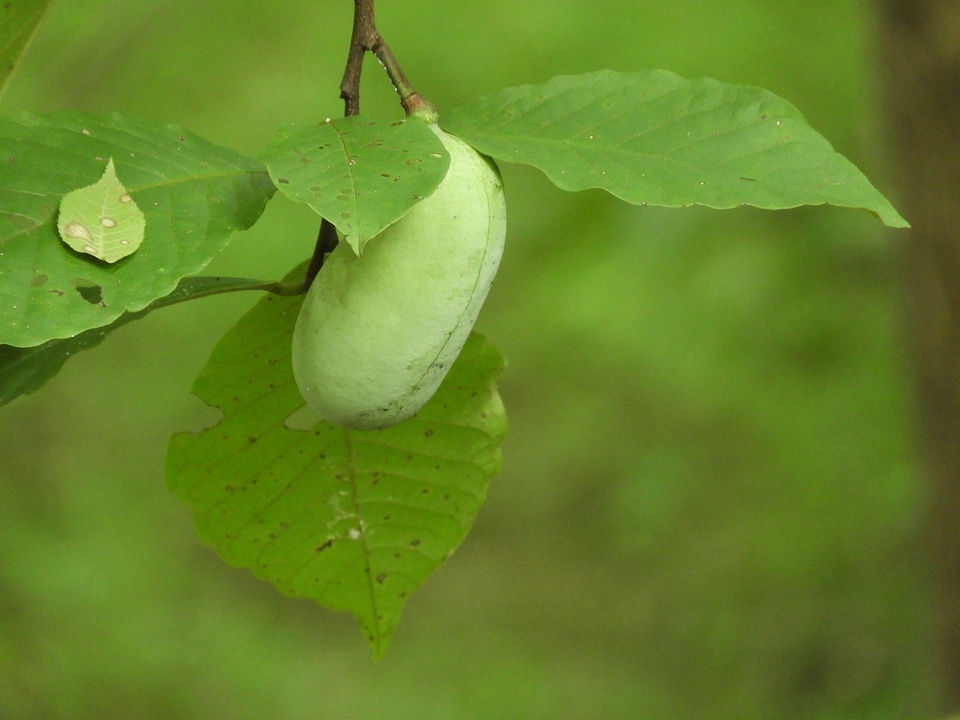 Pawpaw tree with fruit