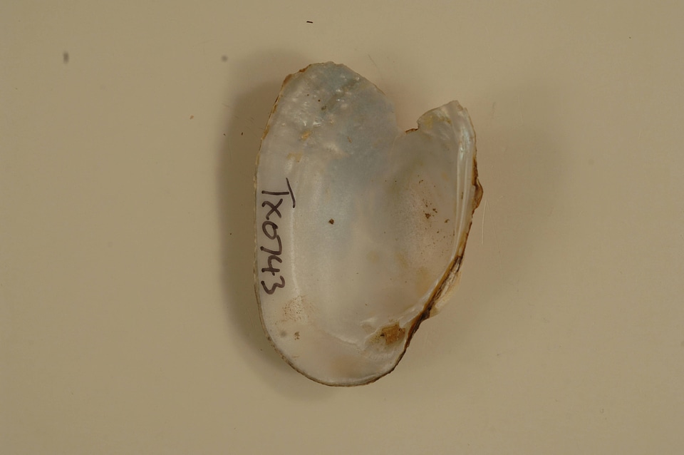 Lampsilis bracteata (inside)-4