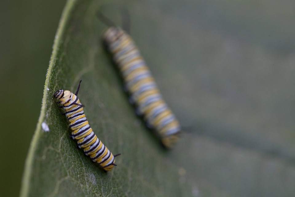 Monarch butterfly larvae-2