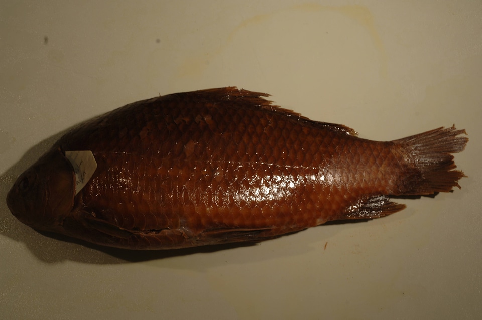 Ictiobus niger-1