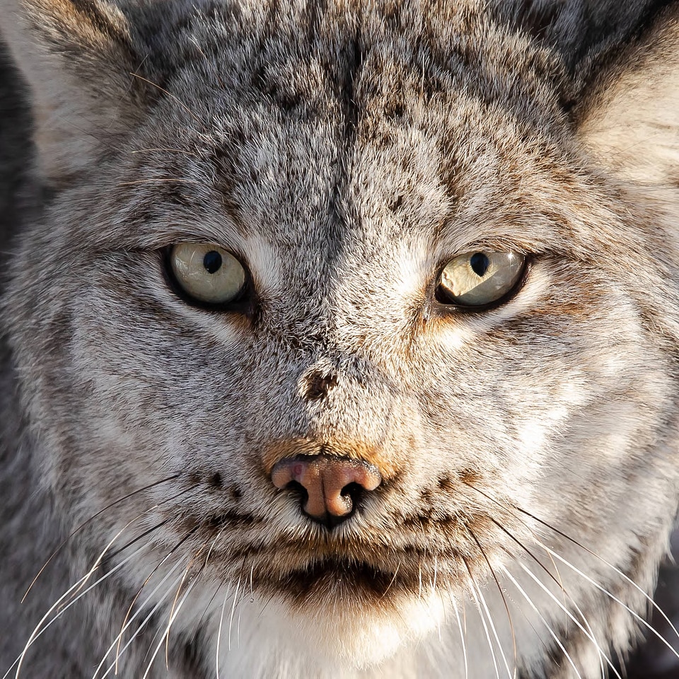  
Closeup of a collared lynx 