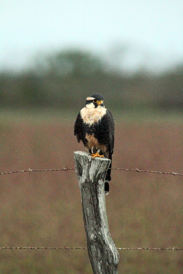 Northern Aplomado Falcon-1