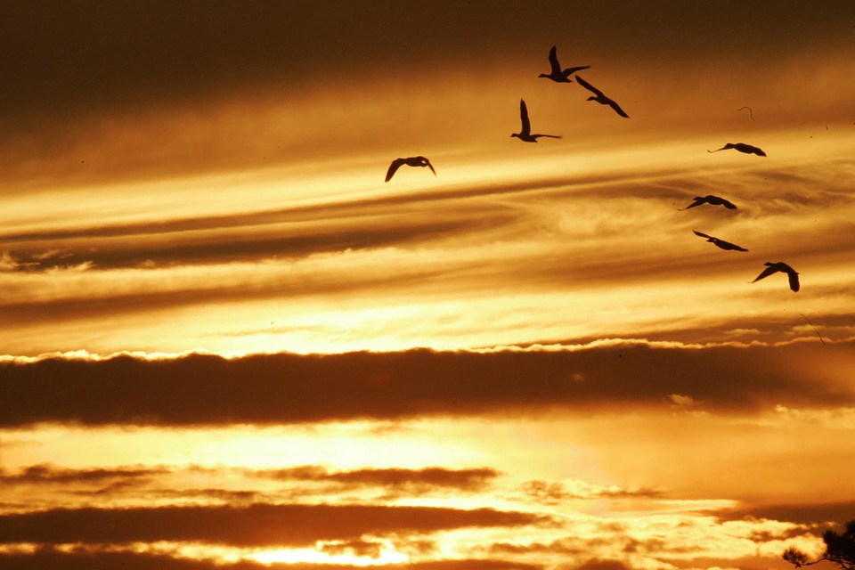 Birds in flight in sunset