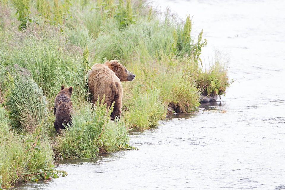 Kodiak brown bear with cub on the shoreline