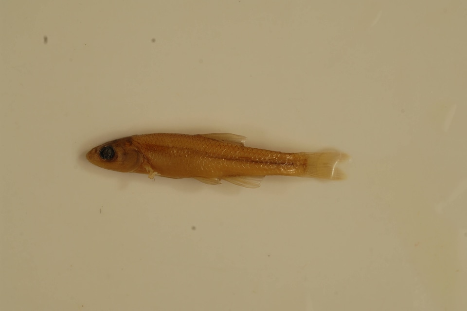 Hybopsis dorsalis-1