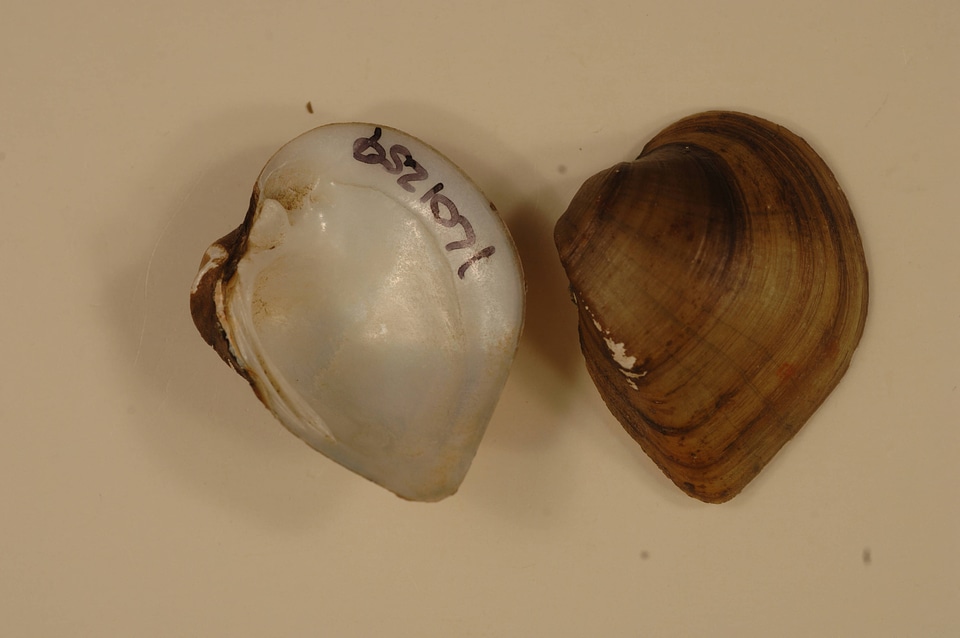 Truncilla truncata-1