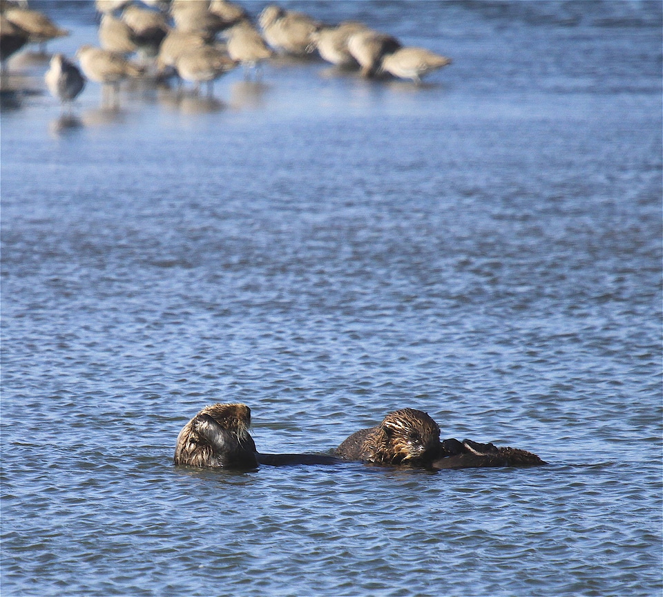 Southern sea otter with her pup in Moss Landing