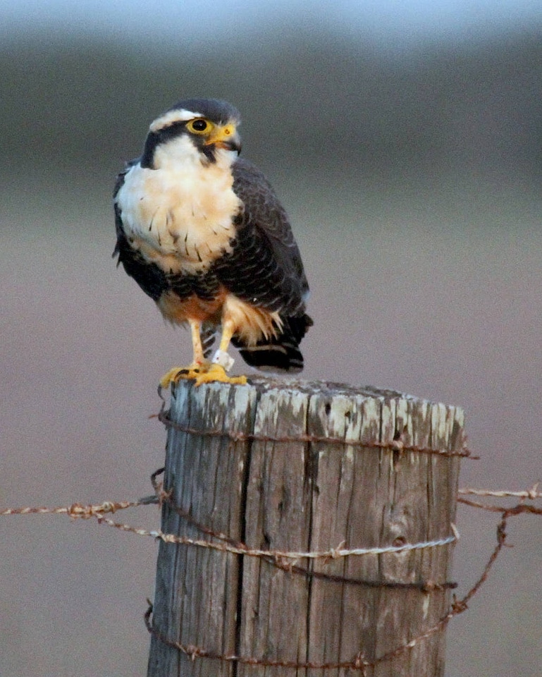 Northern aplomado falcon-1
