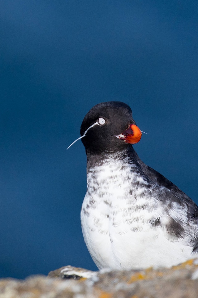 Parakeet auklet-1