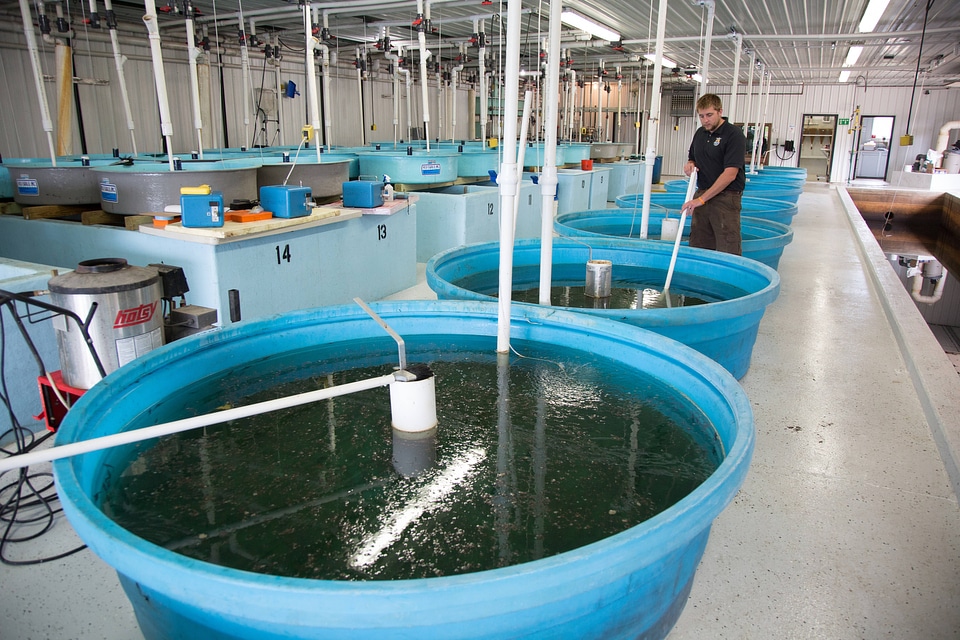 Biologist cleans Lake sturgeon tanks-1