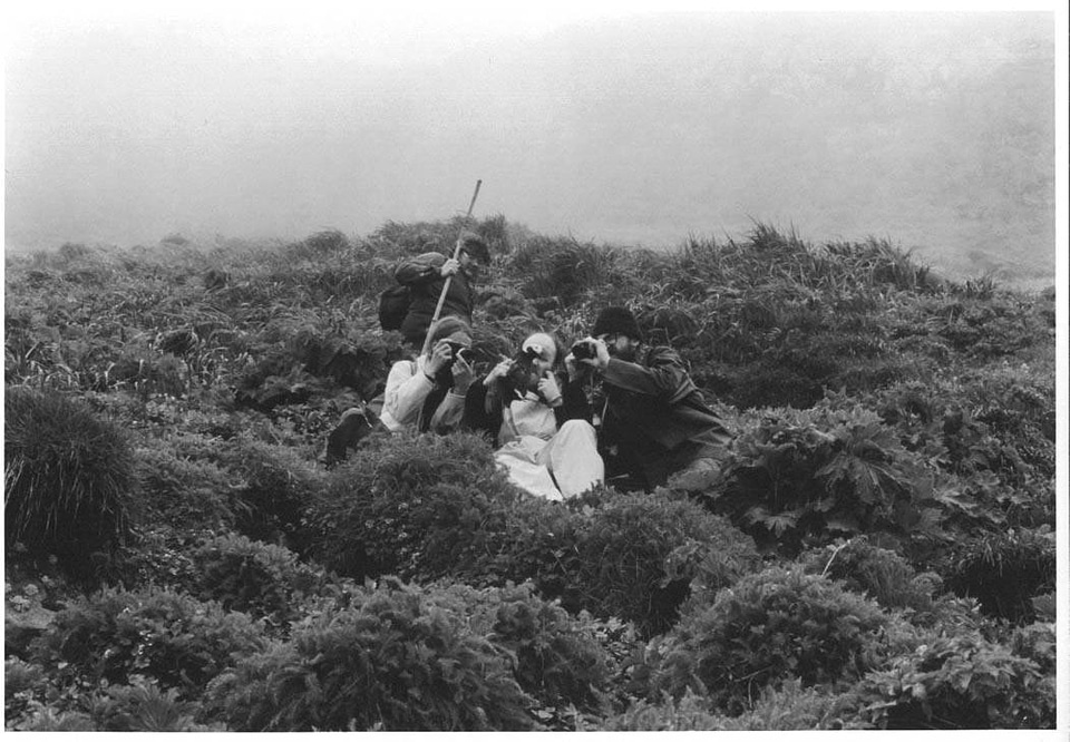 Biologists photograph puffin on Buldir Island photo