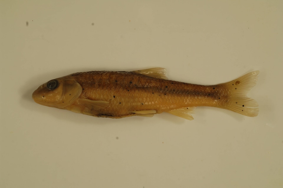 Nocomis platyrhynchus-3
