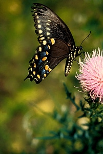 Swallowtail Butterfly-2