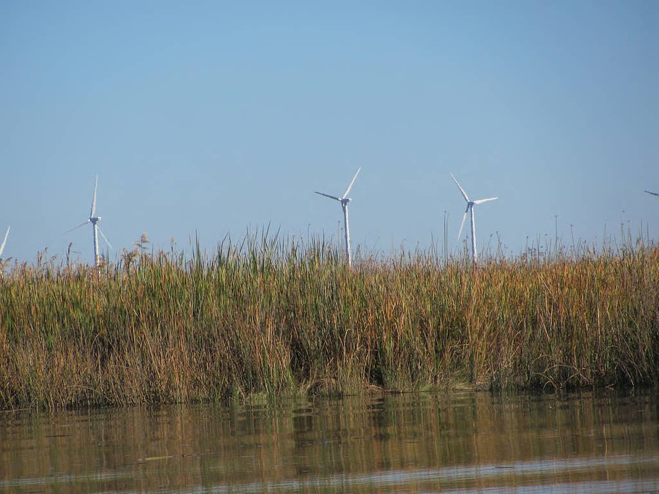 Collinsville on the Sacramento River-3
