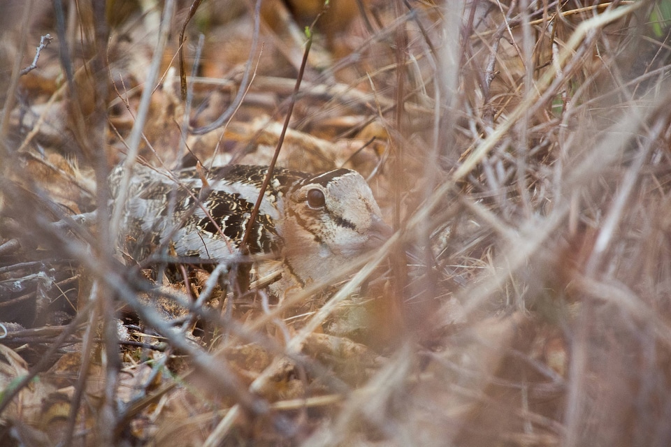 American Woodcock-3