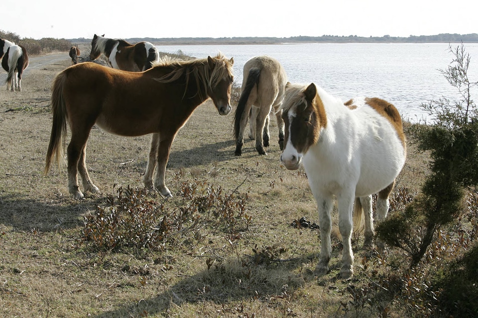 Herd of Chincoteague Ponies-4