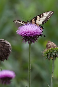 Eastern Tiger Swallowtail-5 photo