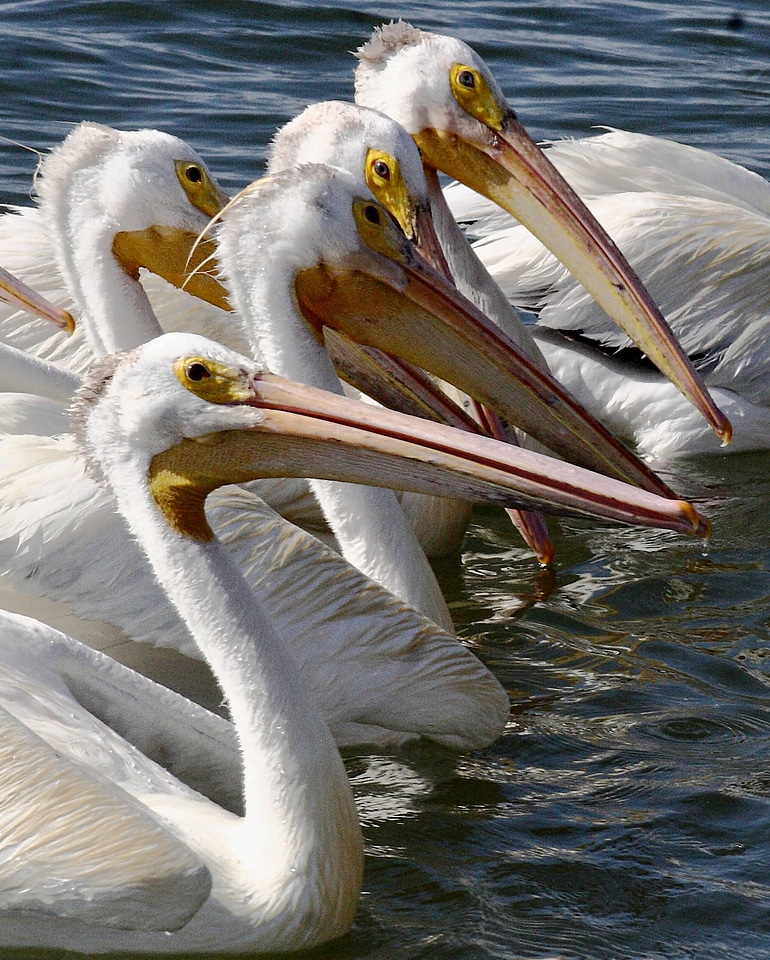American White Pelican-2