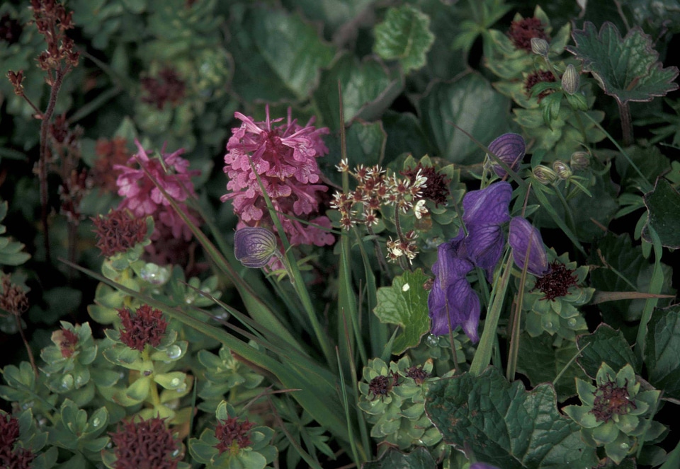 Hall Island wildflowers, Monkshood, Rose sedum